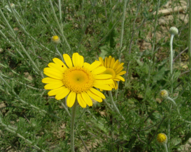Cota tinctoria